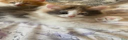 British Shorthair cats for sale: Beautiful Bundles of Fluff British Shorthair cross - Advert 6