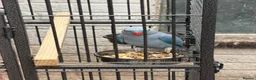 Ringnecks birds for sale: Blue mail - Advert 2