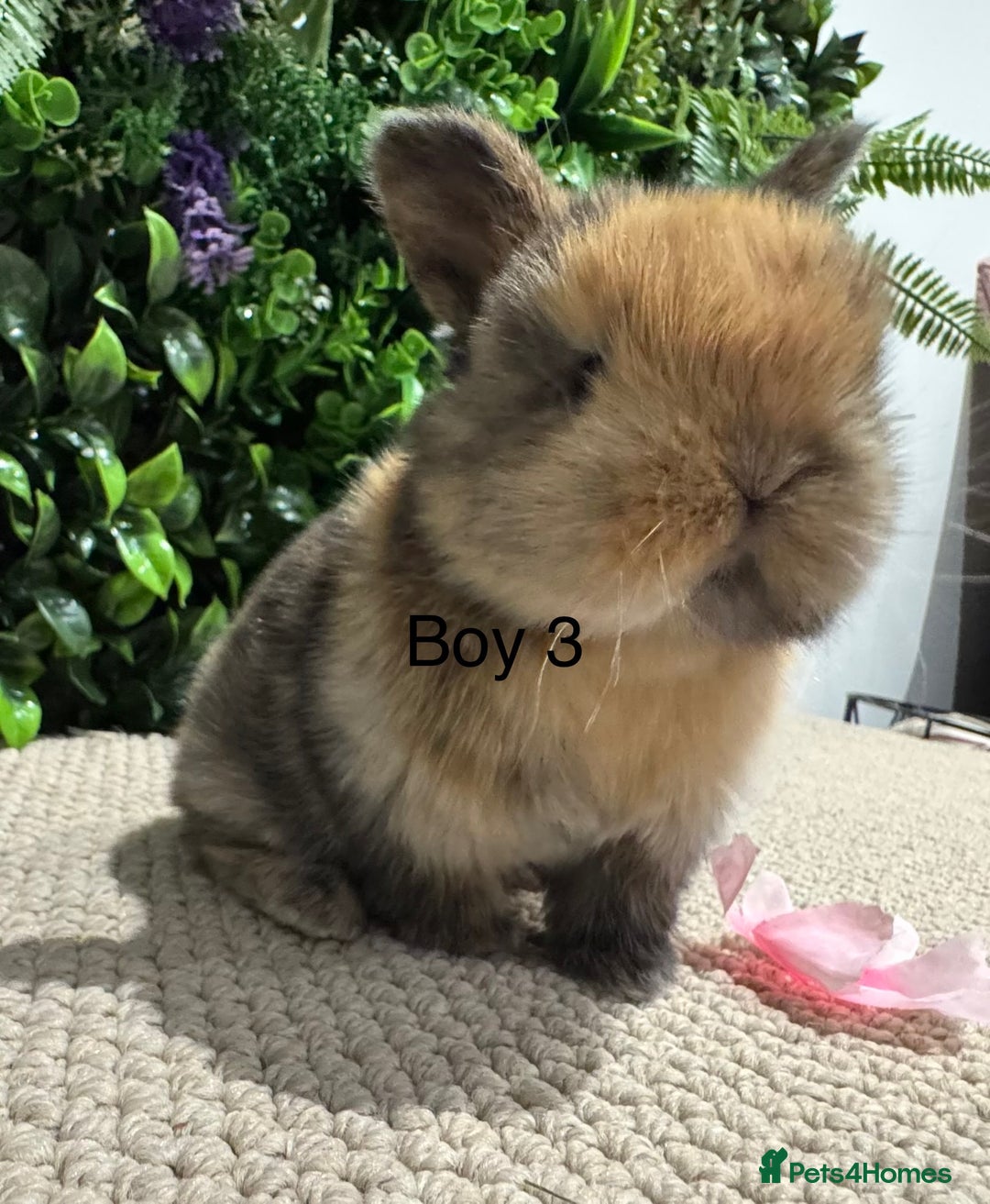 Mini Lop rabbits for sale: ⭐️ pure bred mini lops ⭐️ ready 27th dec - Advert 7