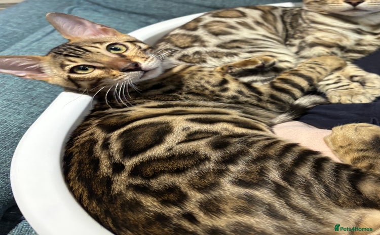 Bengal cats - Advert 3