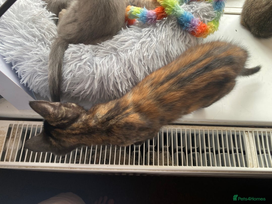 Maine Coon cats for sale: Beautiful Maine Coon X kittens  - Image 8
