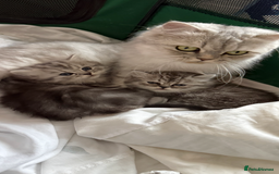 Persian cats for sale: Percian. Chinchilla  - Image 3
