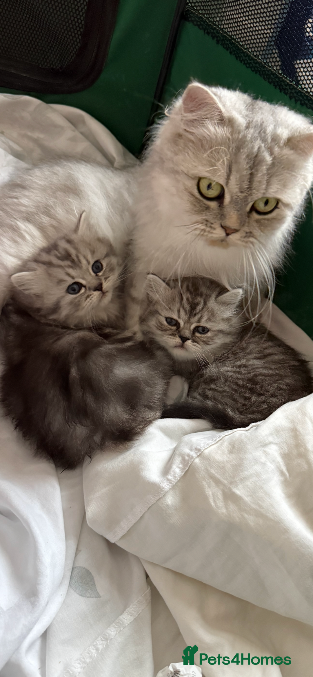 Persian cats for sale: Percian. Chinchilla  - Image 3