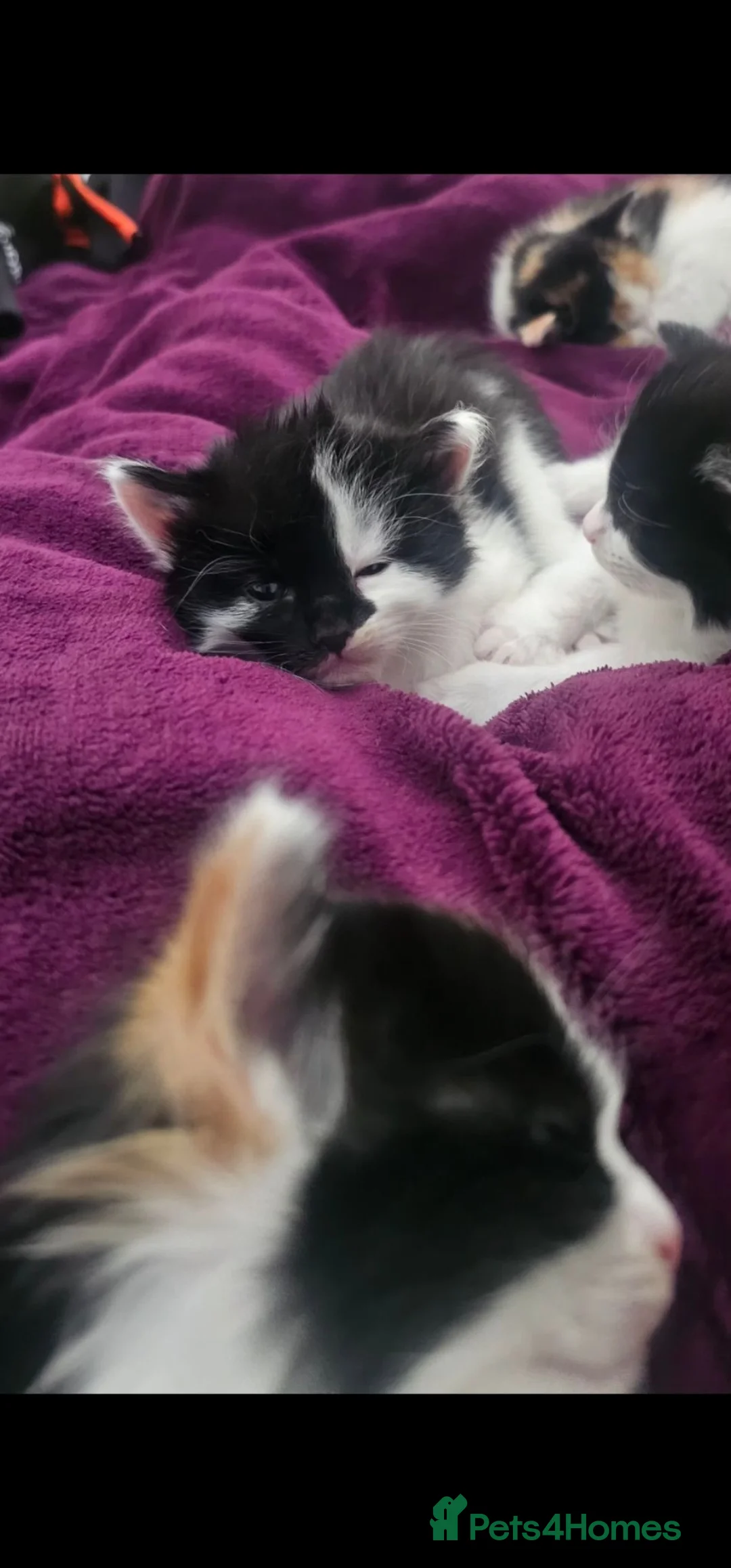 Mixed Breed cats for sale: 5 beautiful kittens looking for new home - Advert 14