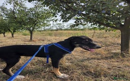 Mixed Breed dogs for adoption: RONA - a Lovely young Girl, for a Loving Home - Advert 5