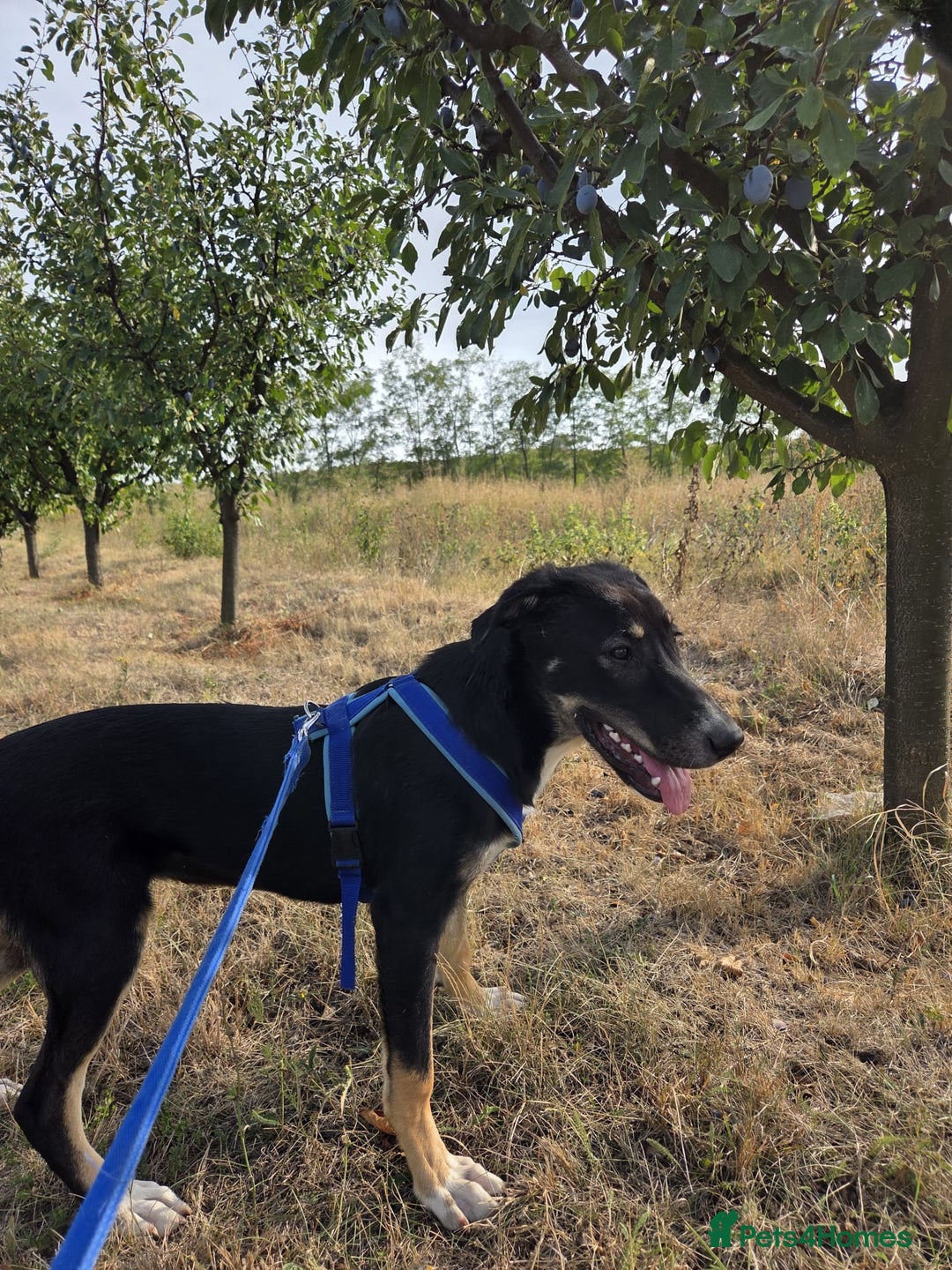 Mixed Breed dogs for adoption: RONA - a Lovely young Girl, for a Loving Home - Advert 5