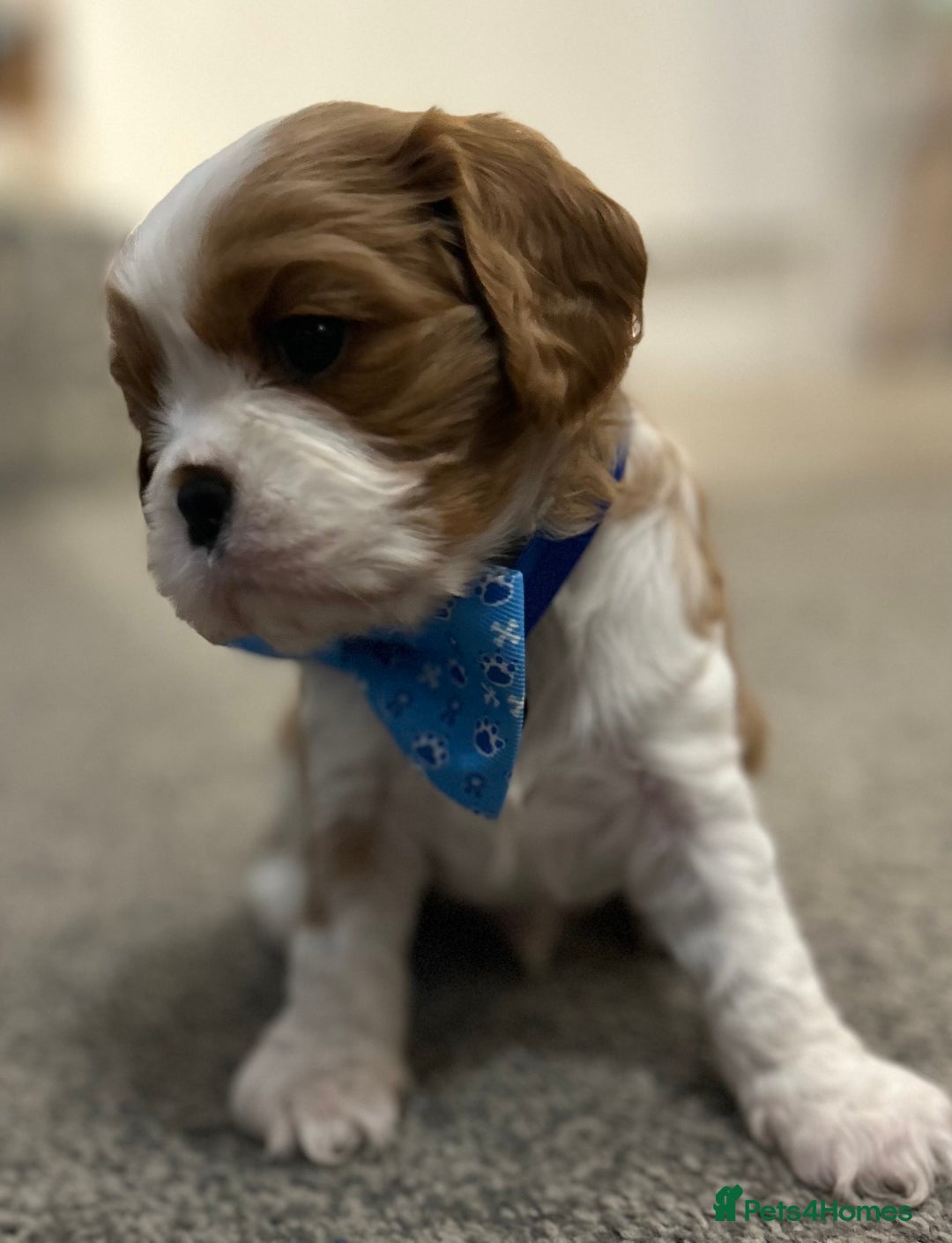 Cavalier King Charles Spaniel dogs for sale: KC registered Cavalier King Spaniel puppies - Advert 8