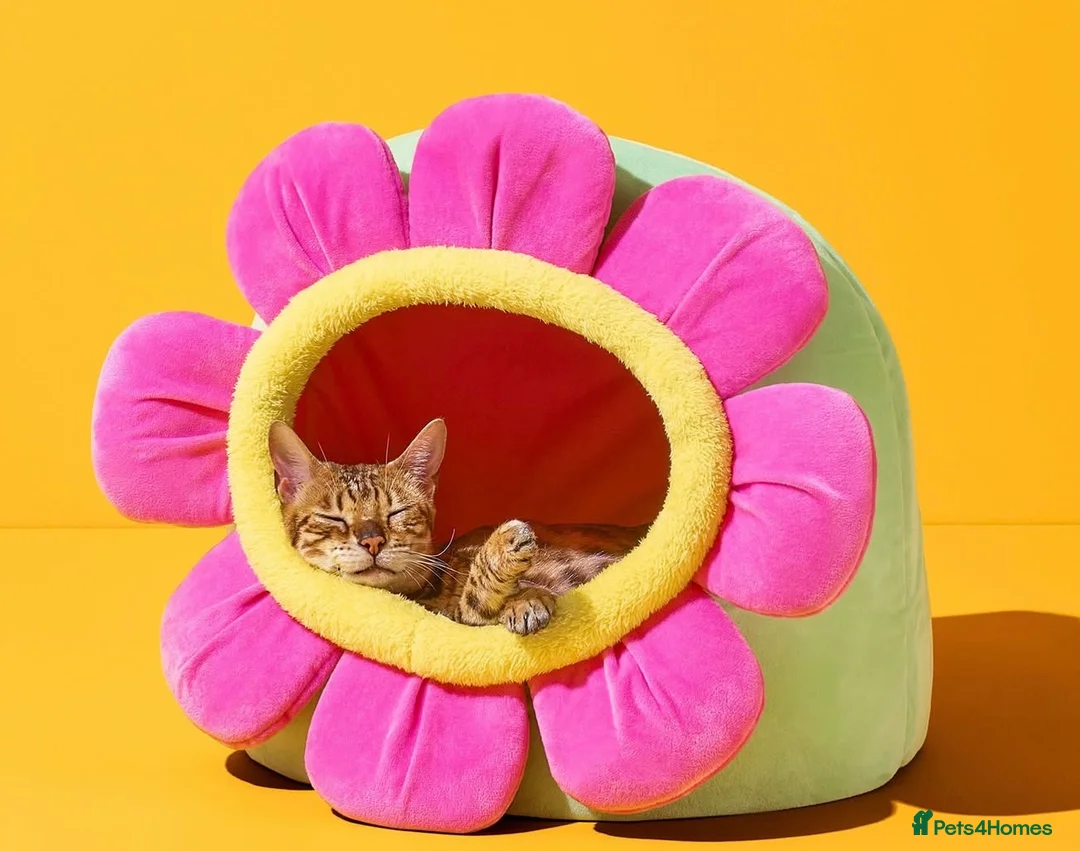 Bengal cats for sale: Adorable Bengal kittens TICA registered, pedigree - Advert 13