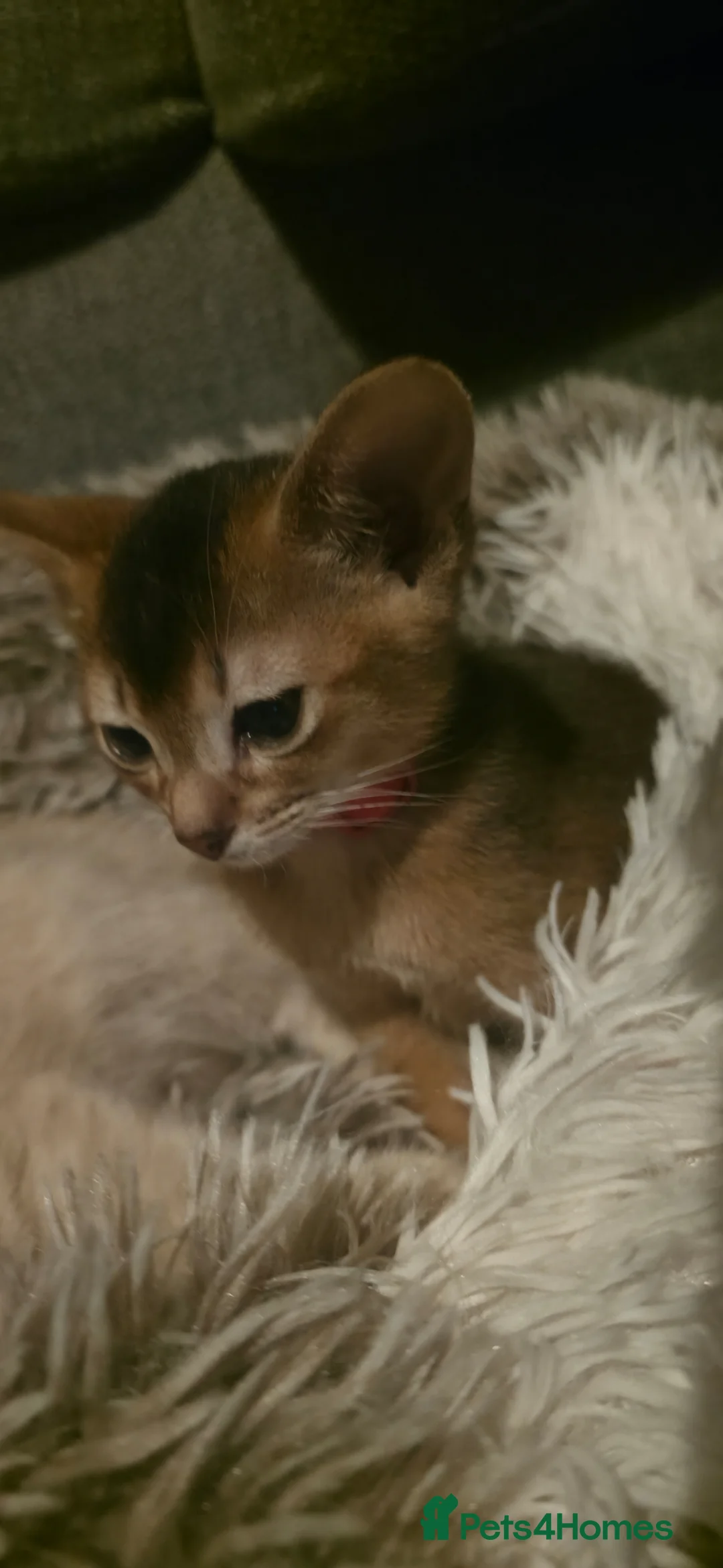 Abyssinian cats for sale: Abyssinian male Kitten for Sale in Tayport - Advert 5