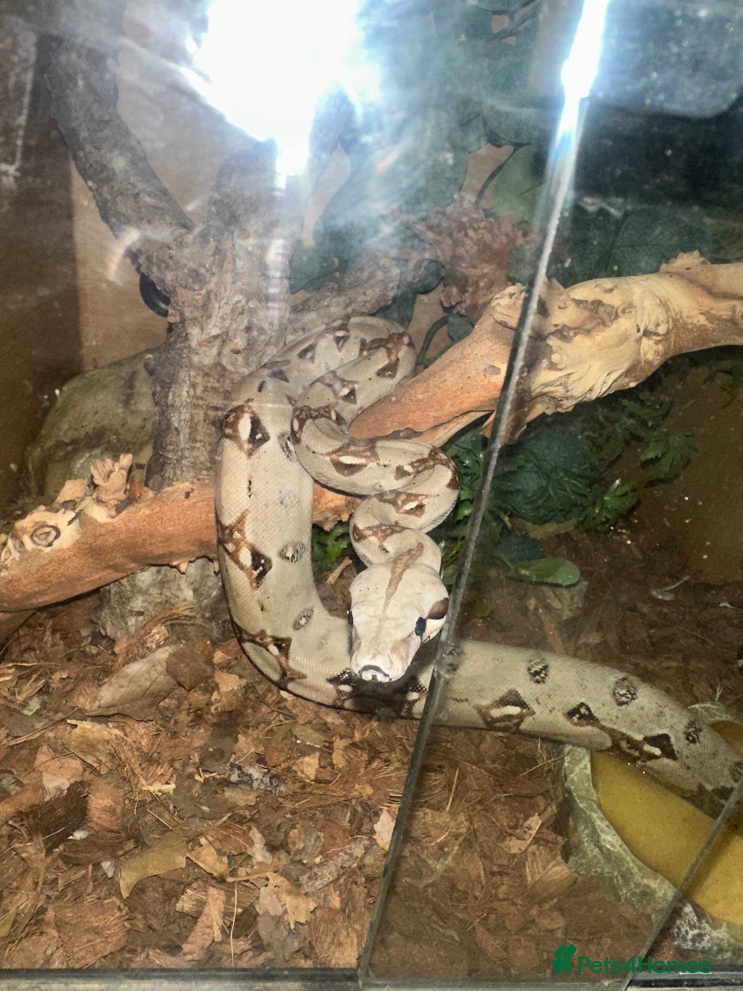 Boa Snake reptiles for sale: Boa constrictor  - Image 2
