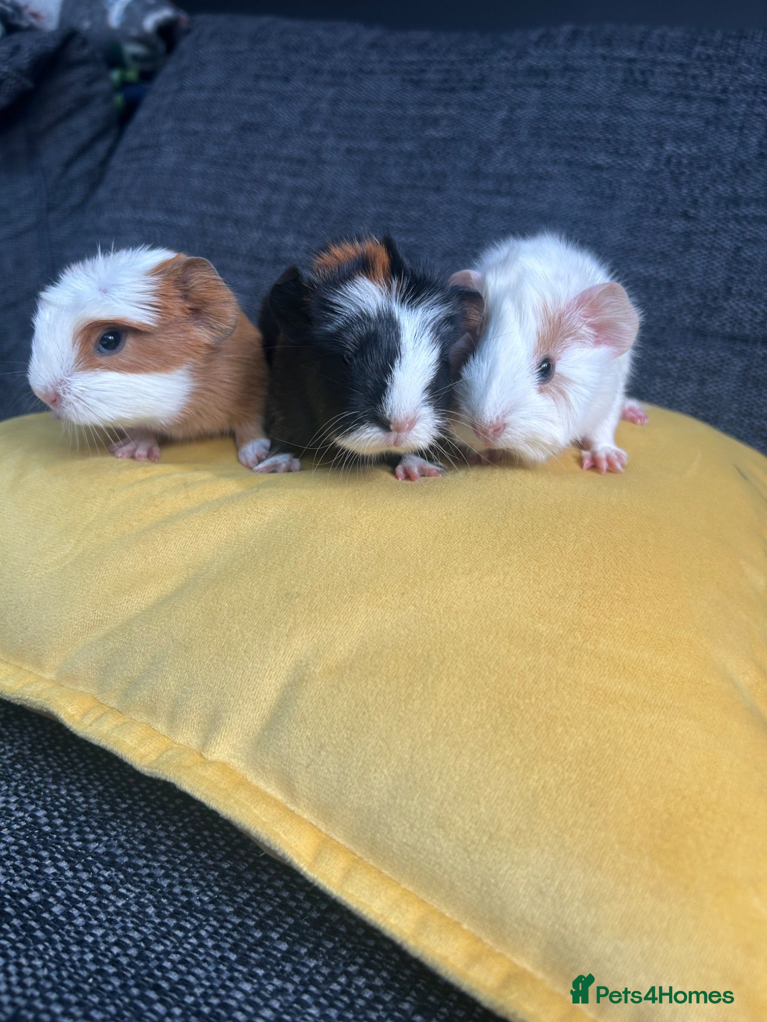 Guinea Pig rodents Baby guinea pigs  - Advert 1