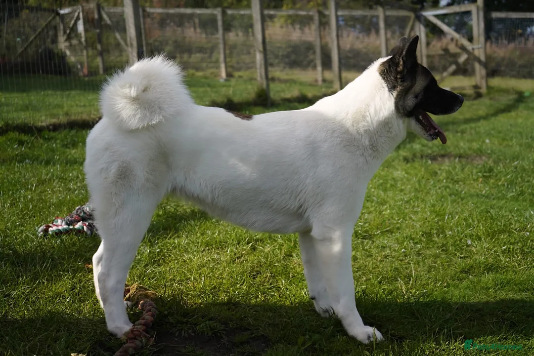 Akita dogs for adoption: Freya - Advert 3