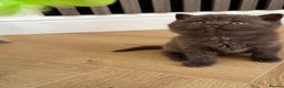 British Shorthair cats for sale: 😻Beautiful Chocolate Tortie BSH Kittens😻🎀 - Advert 10
