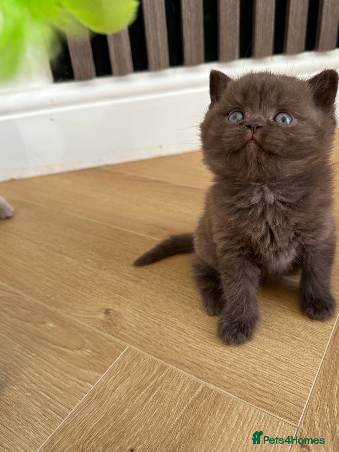 British Shorthair cats for sale: 😻Beautiful Chocolate Tortie BSH Kittens😻🎀 - Advert 10