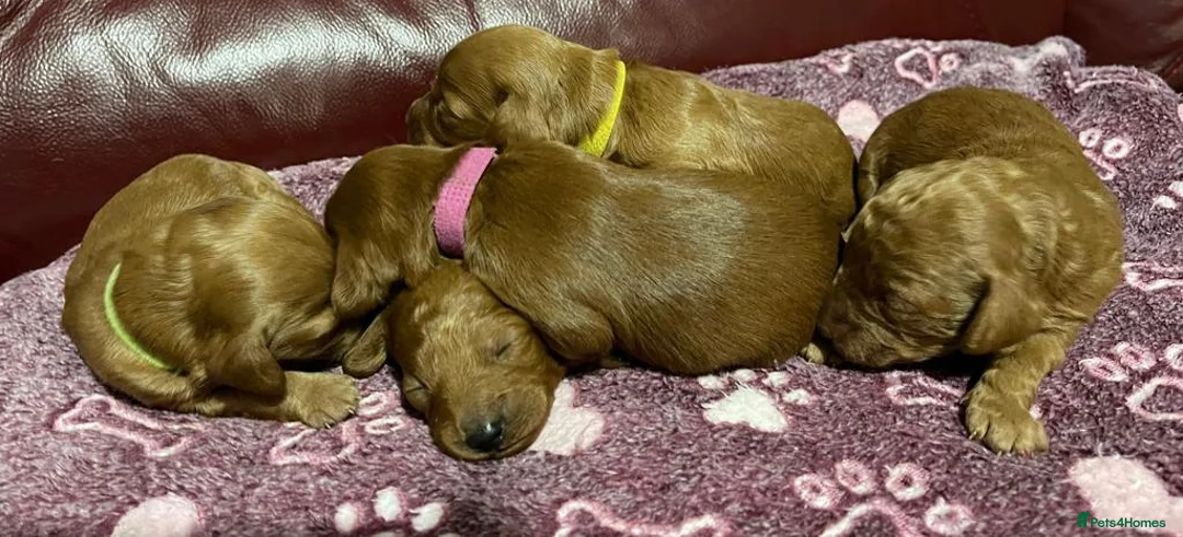 Cockapoo dogs for stud: **PROVEN**Beautiful Red F1 Cockapoo for Stud in Kilmarnock - Advert 5