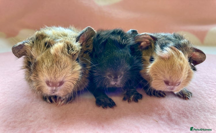 Guinea Pig rodents - Advert 2