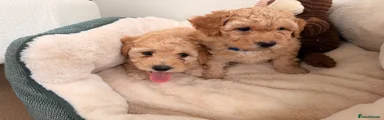 Poochon 2