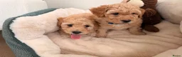 Poochon dogs for sale: ✨ Poochon Puppies  ✨ - Advert 3