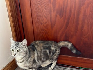 Mixed Breed cats Lovely adult Cat - Advert 3