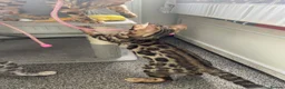 Bengal cats for sale: LAST THREE Ready now GCCF REGISTERED  - Advert 11