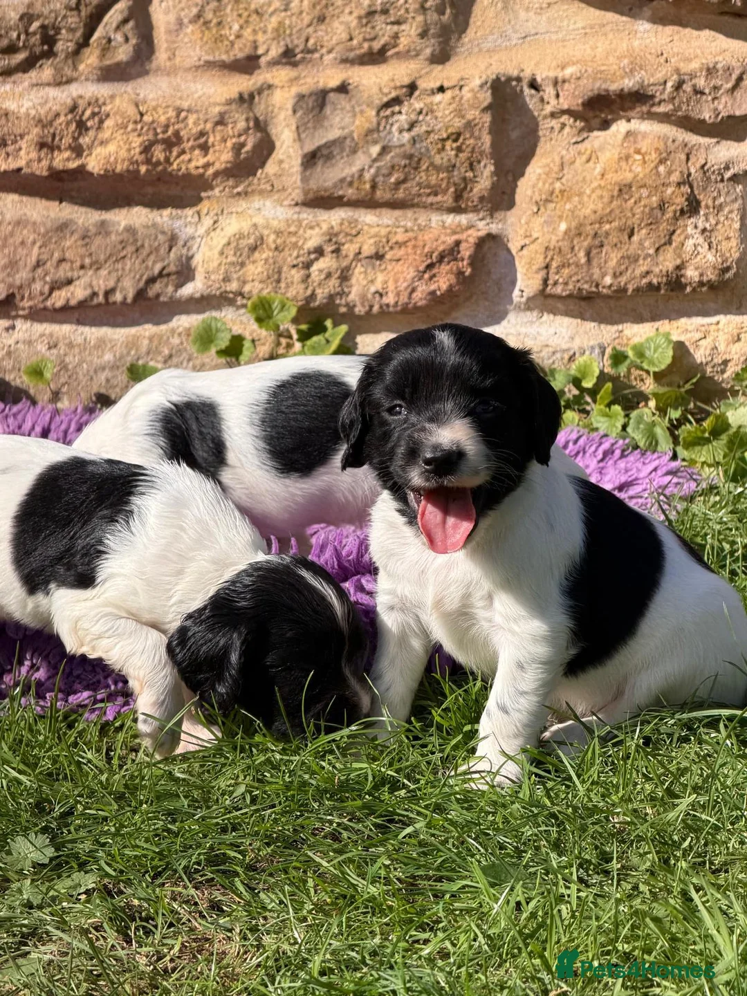 English Springer Spaniel dogs for sale: B/W PLAYFUL LITTER SPRINGER SPANIELS,HEALTH TESTED - Advert 1