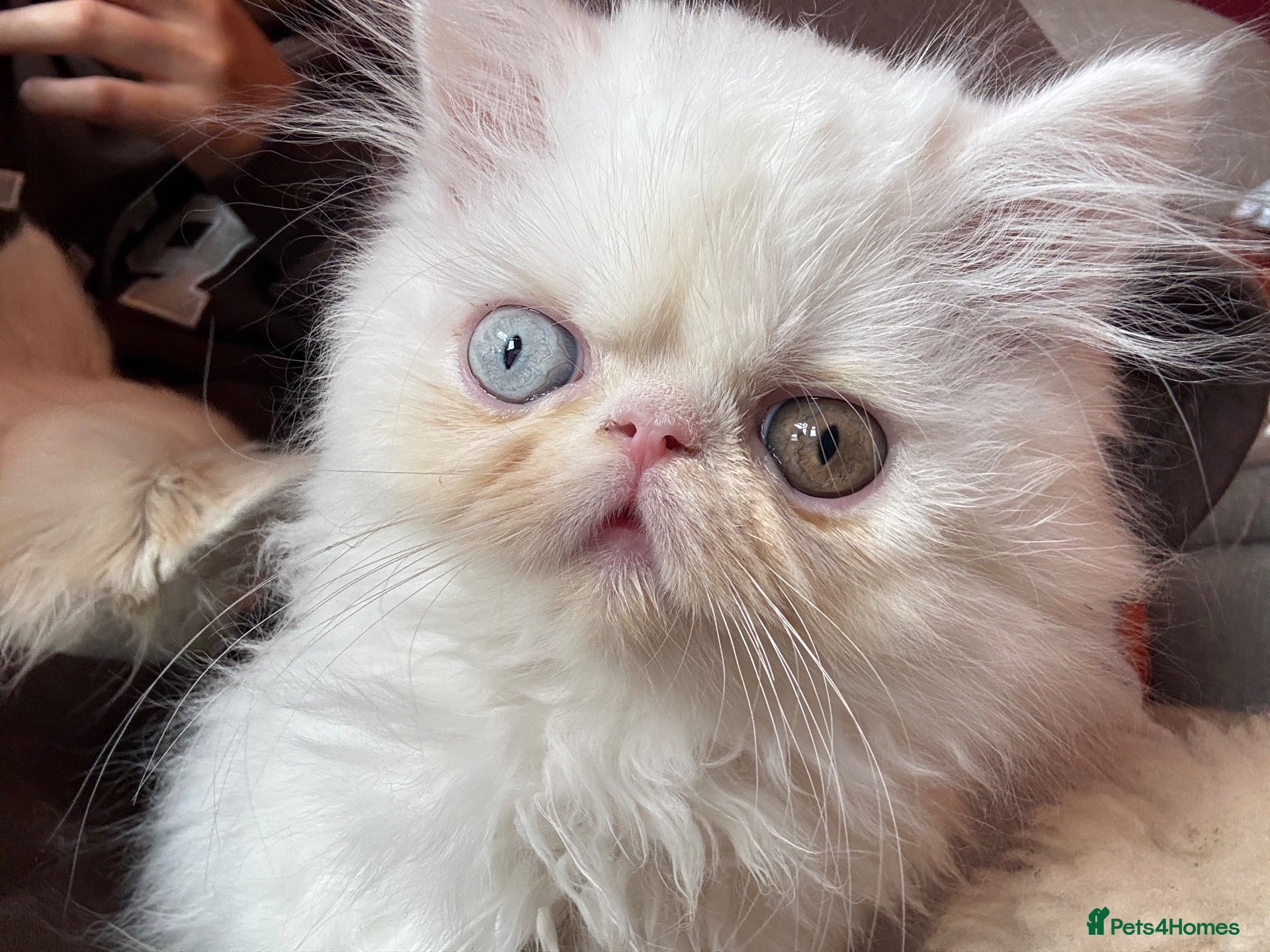 Persian cats for sale: Odd eyed male kitten  - Advert 1