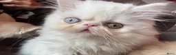 Persian cats for sale: Odd eyed male kitten  - Advert 1