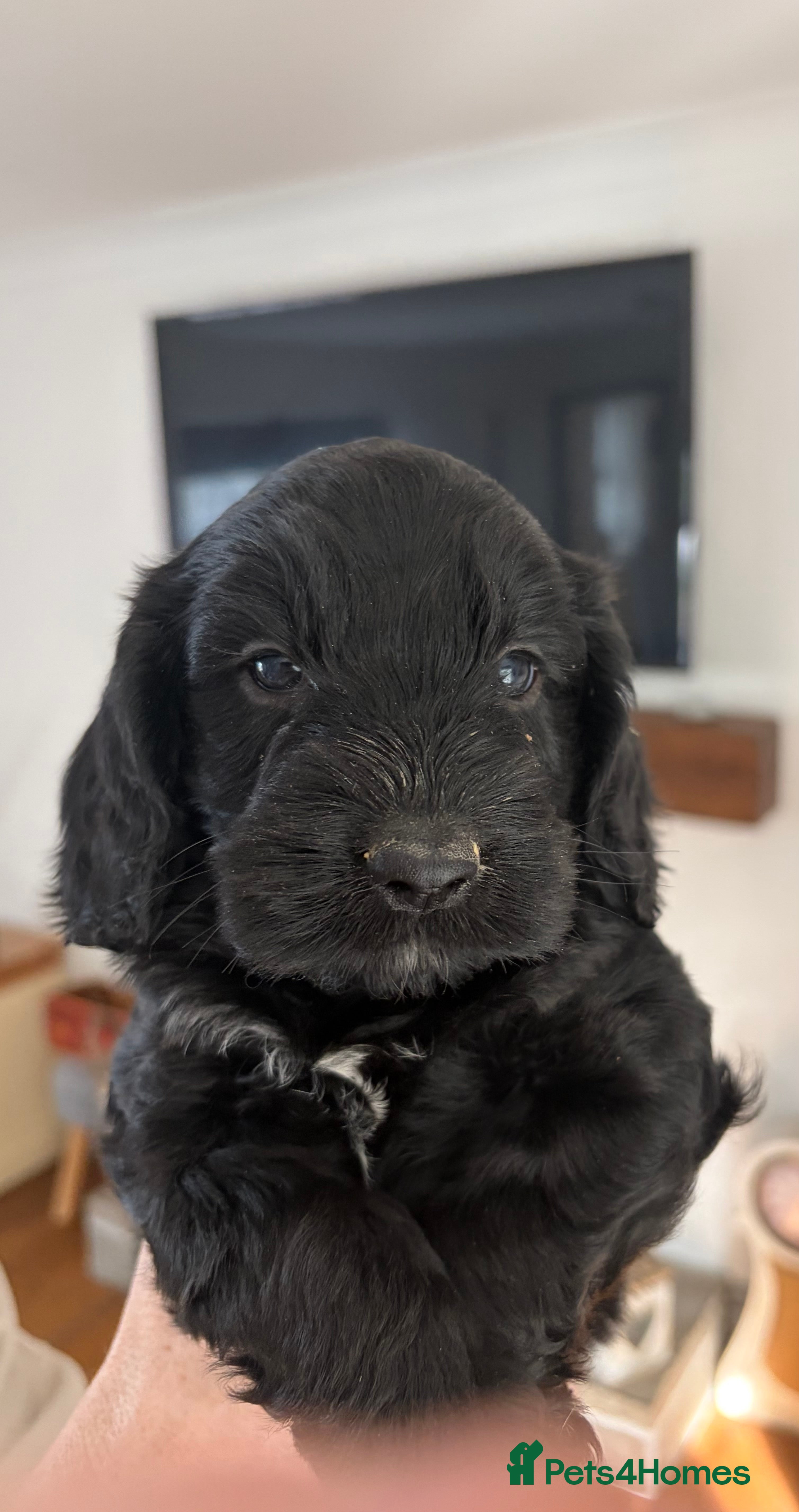 Cockapoo dogs 7 stunning F1 cockapoo puppies, black and browns  - Advert 2