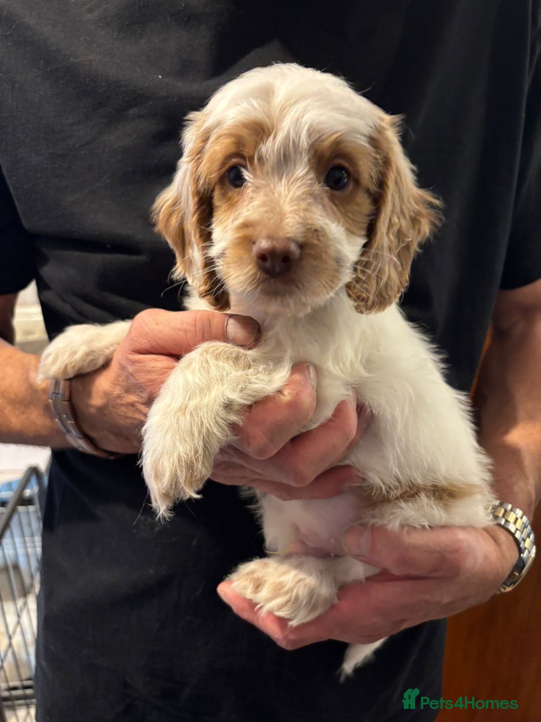 Cockapoo dogs for sale: F1 Cockapoo puppies  - Image 8