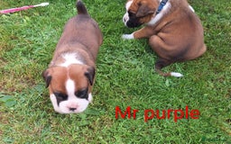 Boxer dogs for sale: Boxer puppies kennel club reg 5 star licence  - Image 16