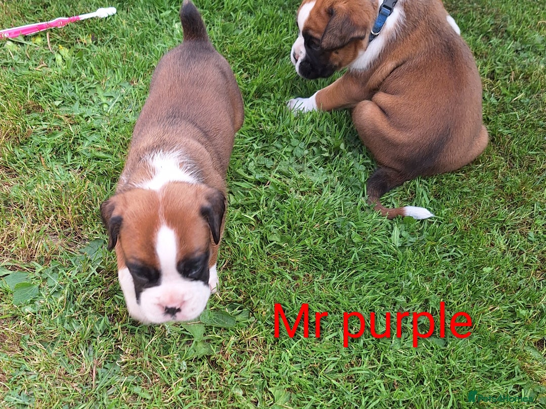 Boxer dogs for sale: Boxer puppies kennel club reg 5 star licence  - Image 16