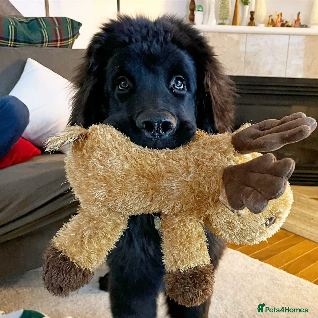 Newfoundland dogs for sale: Newfoundland Looking to re home - Image 4