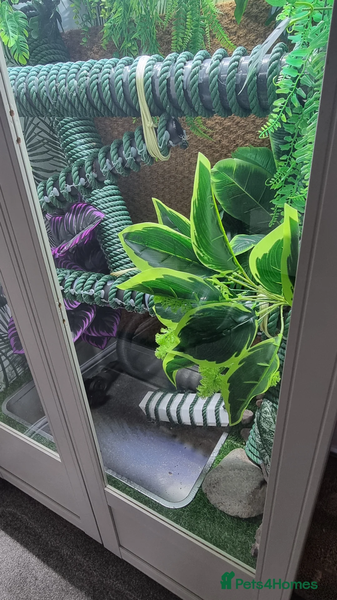 Lizard reptiles for sale: Female Chinese Water Dragon & Setup Free in Trowbridge - Advert 4