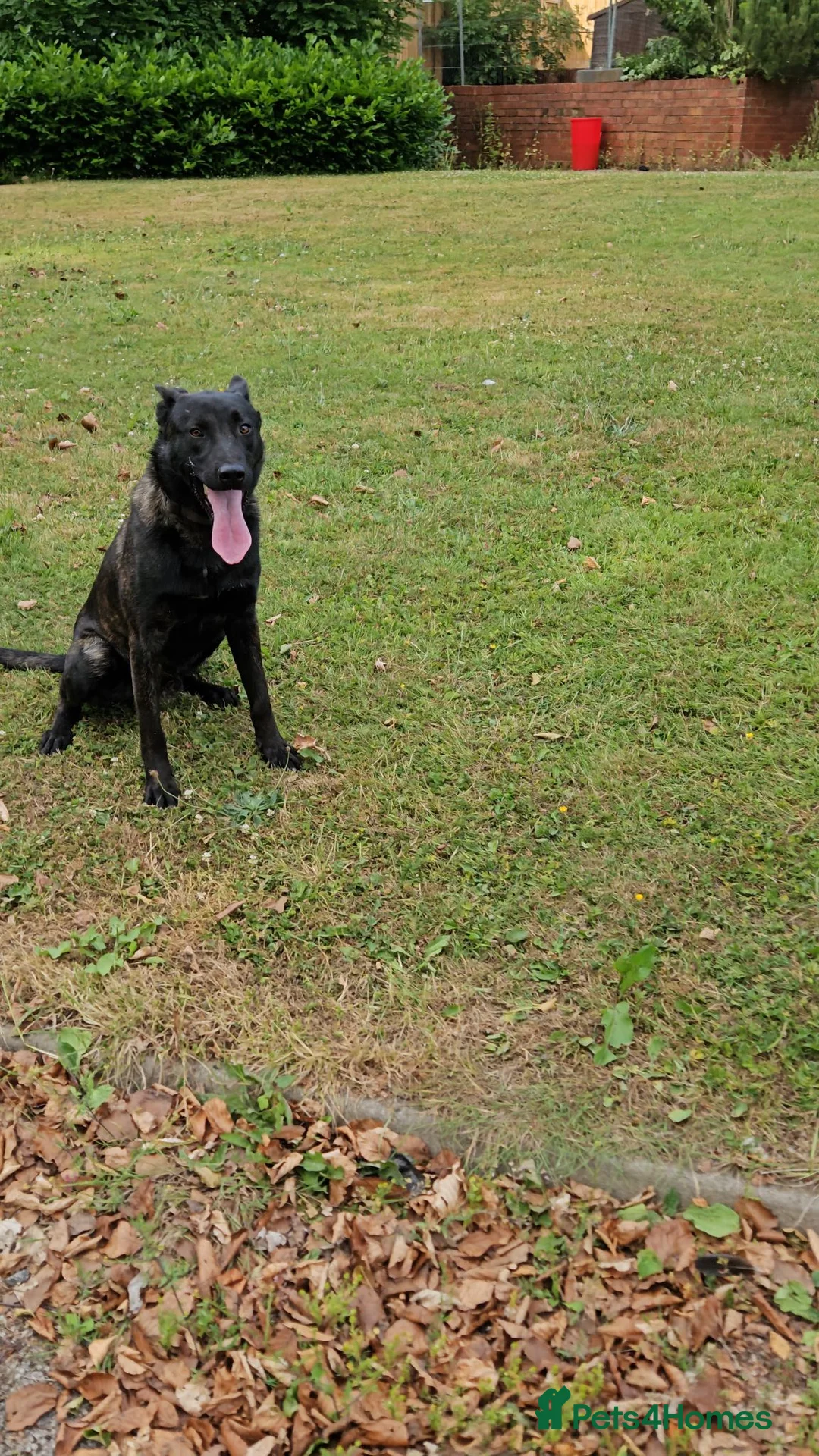 Belgian Shepherd Dog dogs for sale: Dutch Shepherd in Chesterfield - Advert 2