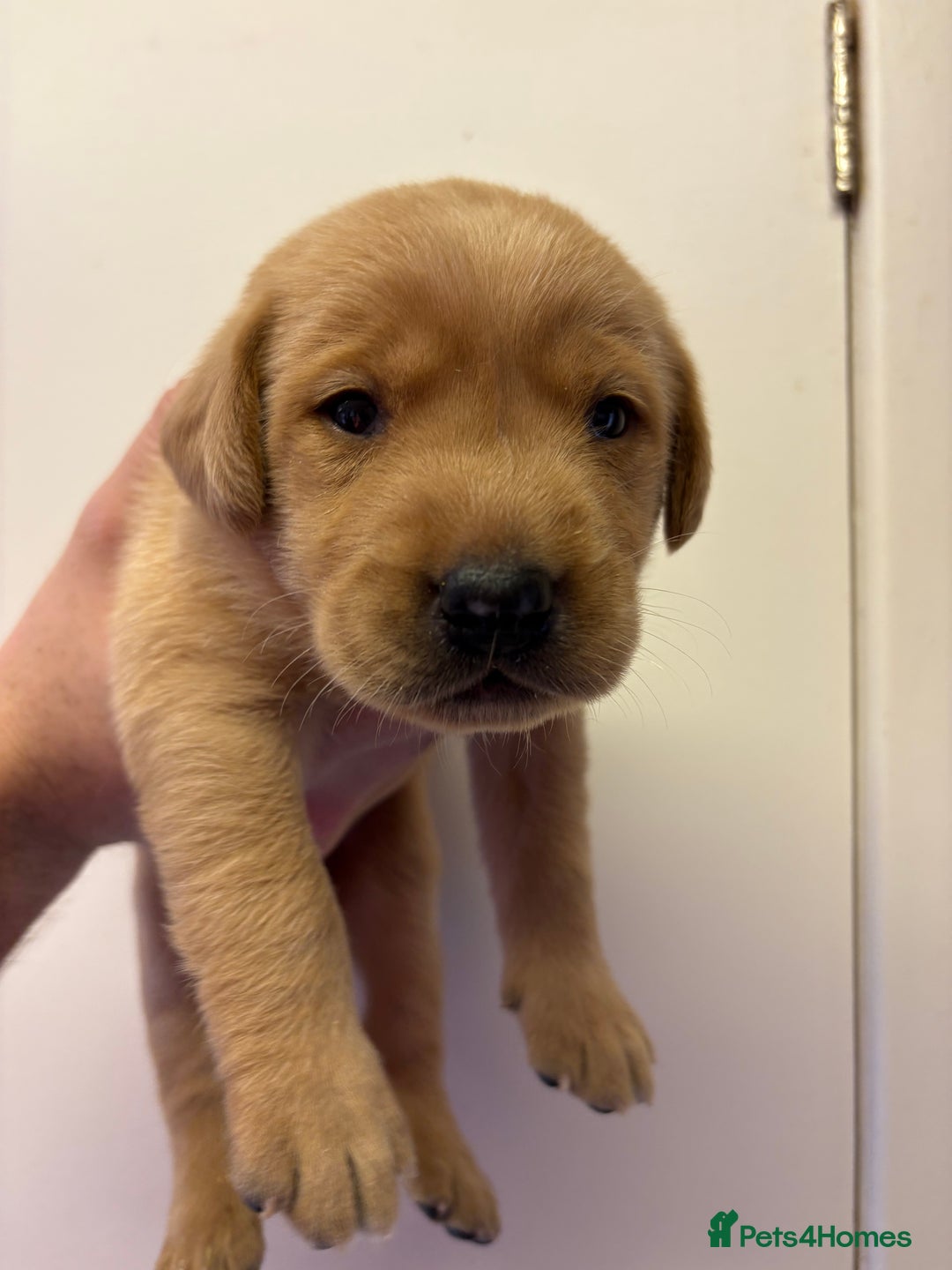 Labrador Retriever dogs for sale: Lovely KC Labrador retrievers  - Image 5
