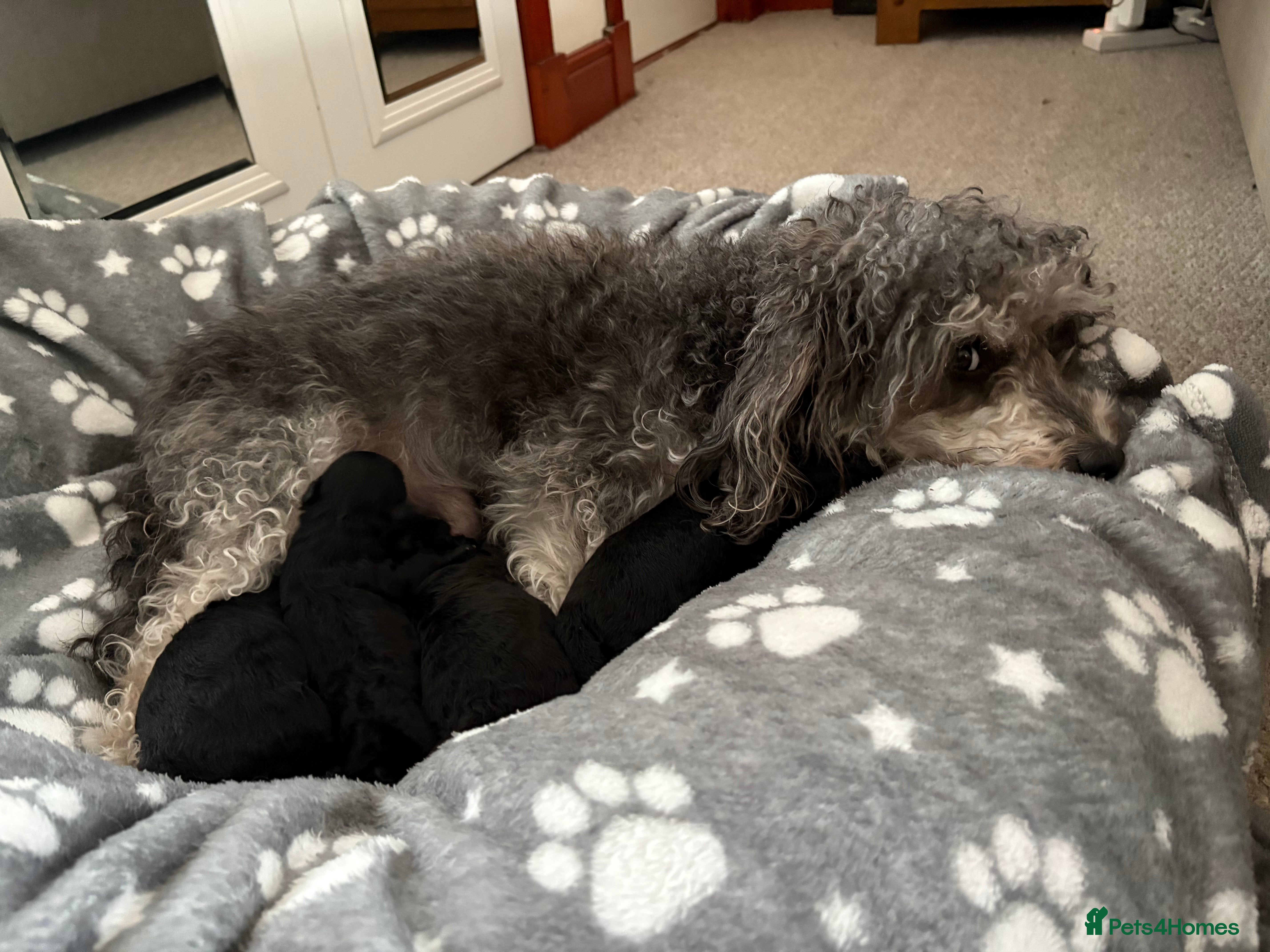 Jackapoo dogs F1b Miniature Poodle × Jackapoo (¾ Poodle) Puppies - Advert 9