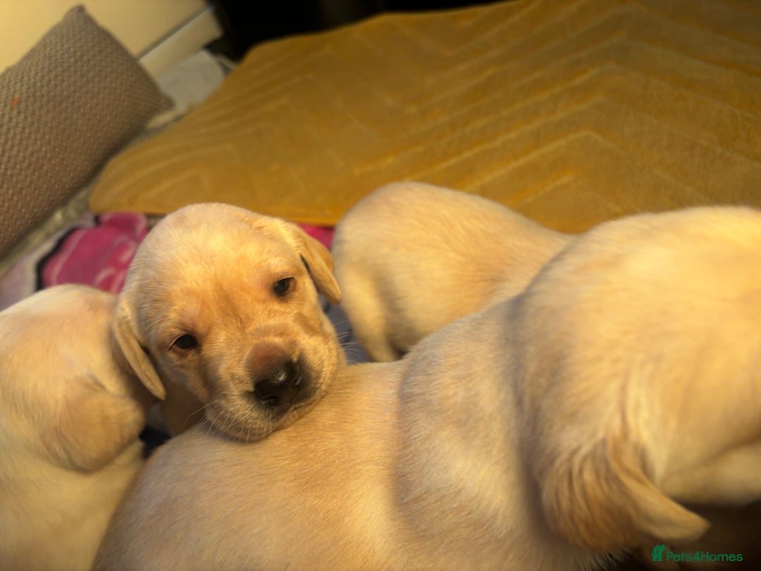 Labrador Retriever dogs for sale: 🐾 adorable Labrador Puppies- Taking Deposits Now - Image 9