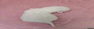 Ragdoll 3