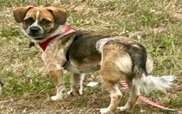 Mixed Breed dogs for sale: Little Jaxx looking for her new home!  - Image 1