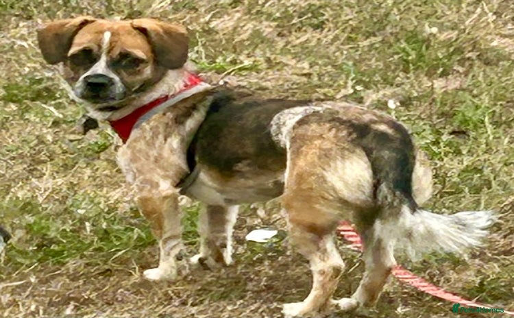 Mixed Breed dogs - Advert 12