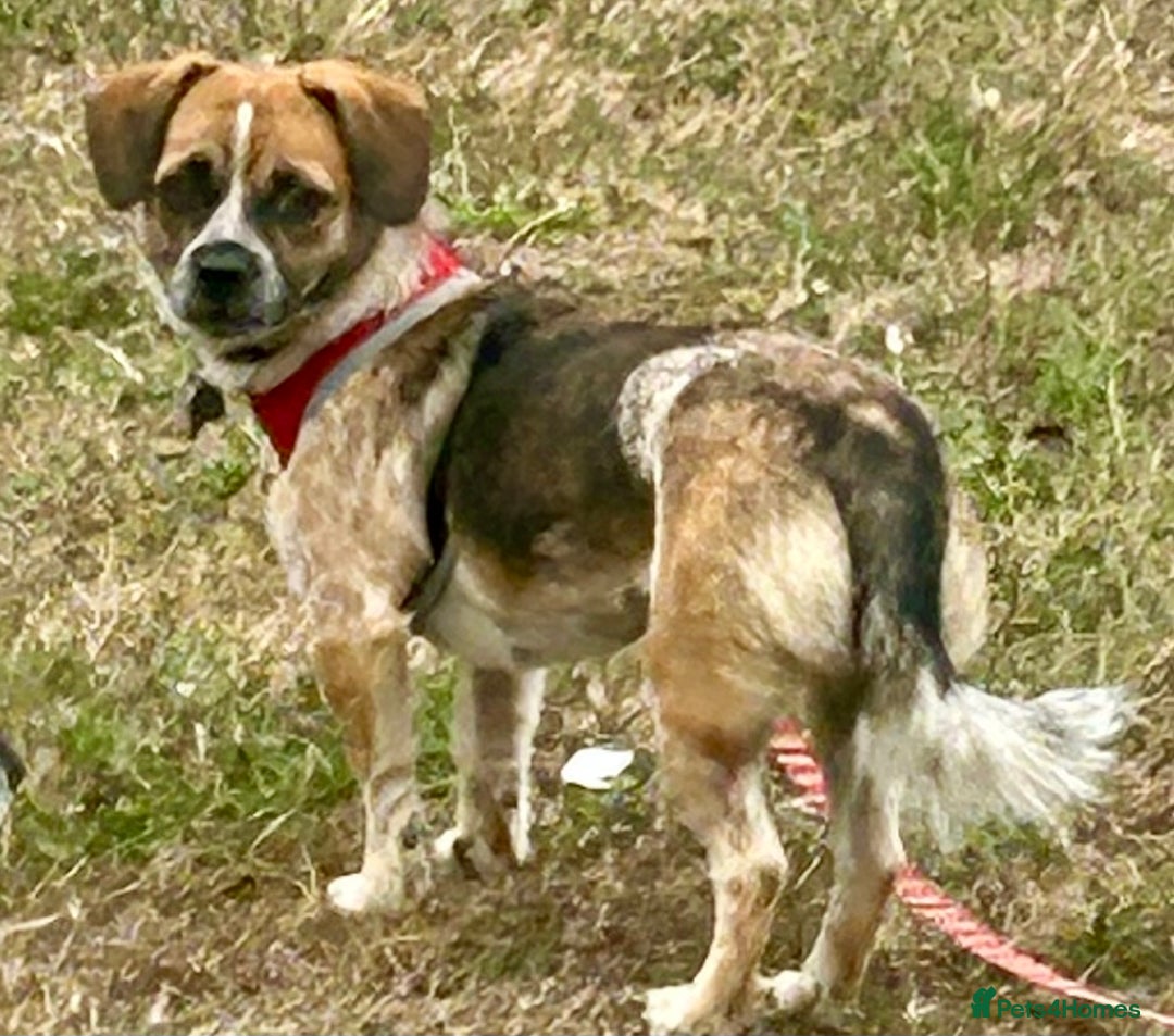 Mixed Breed dogs for sale: Little Jaxx looking for her new home!  - Image 1