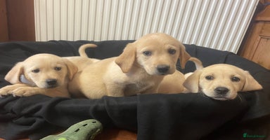Labrador Retriever dogs - Advert 8