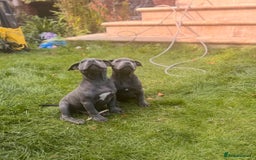 Staffordshire Bull Terrier dogs for sale: OUR PUP REGGIE KC BLUE STAFFORDSHIRE BULL TERRIER - Image 12