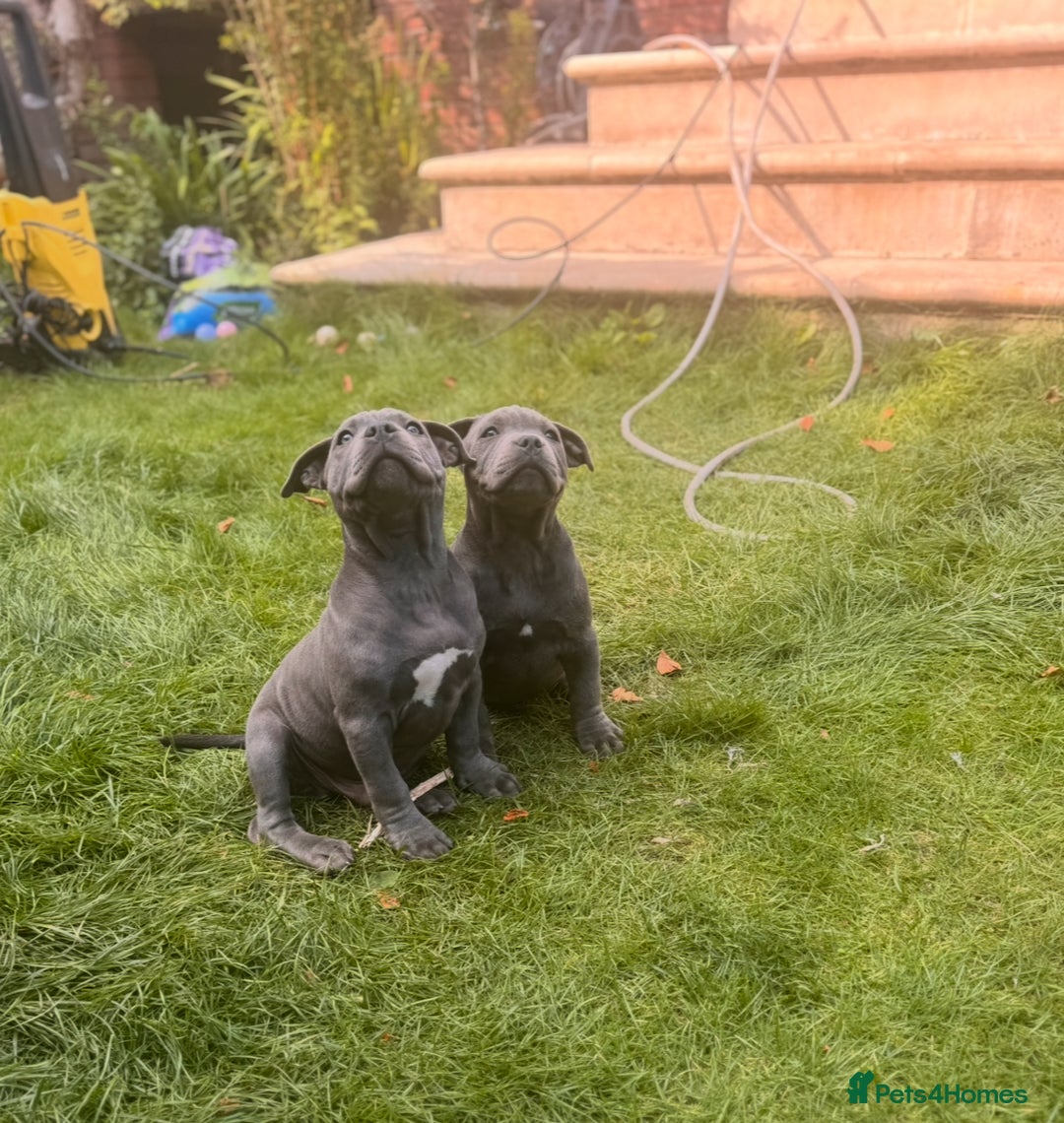 Staffordshire Bull Terrier dogs for sale: OUR PUP REGGIE KC BLUE STAFFORDSHIRE BULL TERRIER - Image 12