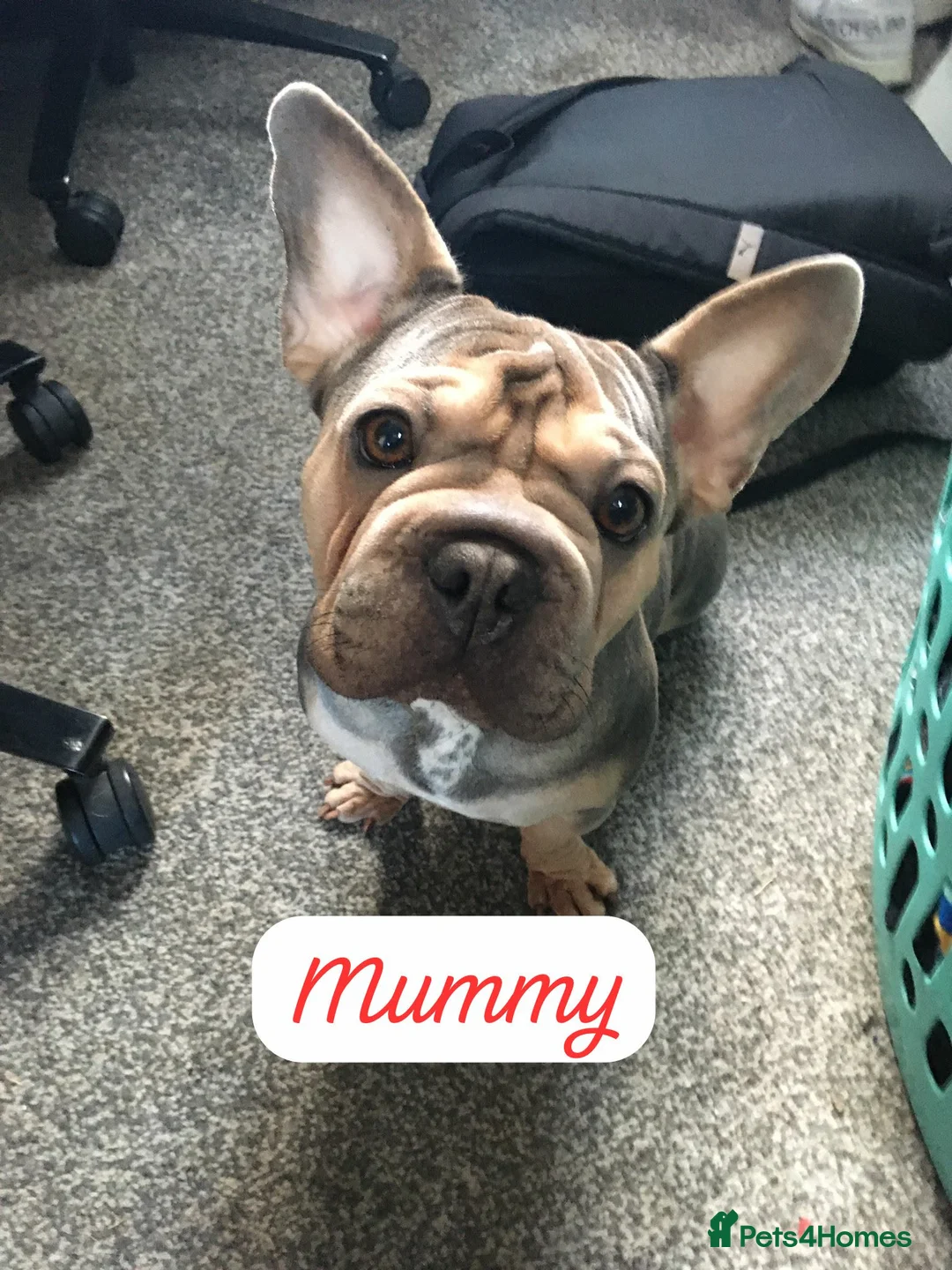 French Bulldog dogs for sale:  3 beautiful full Frenchies 2 boys 1 girl   in Ferryhill - Advert 6