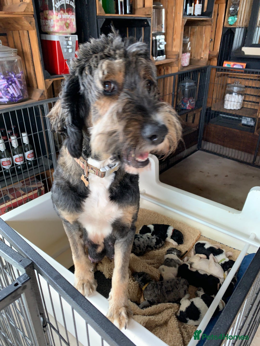 Bernedoodle dogs for sale: Standard Bernedoodle Blue Merle, Black White. - Image 38