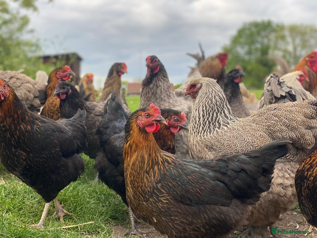 Mixed Breed birds for sale: Point of lay Hens & Pullets – VARIOUS BREEDS 🦚  - Image 14