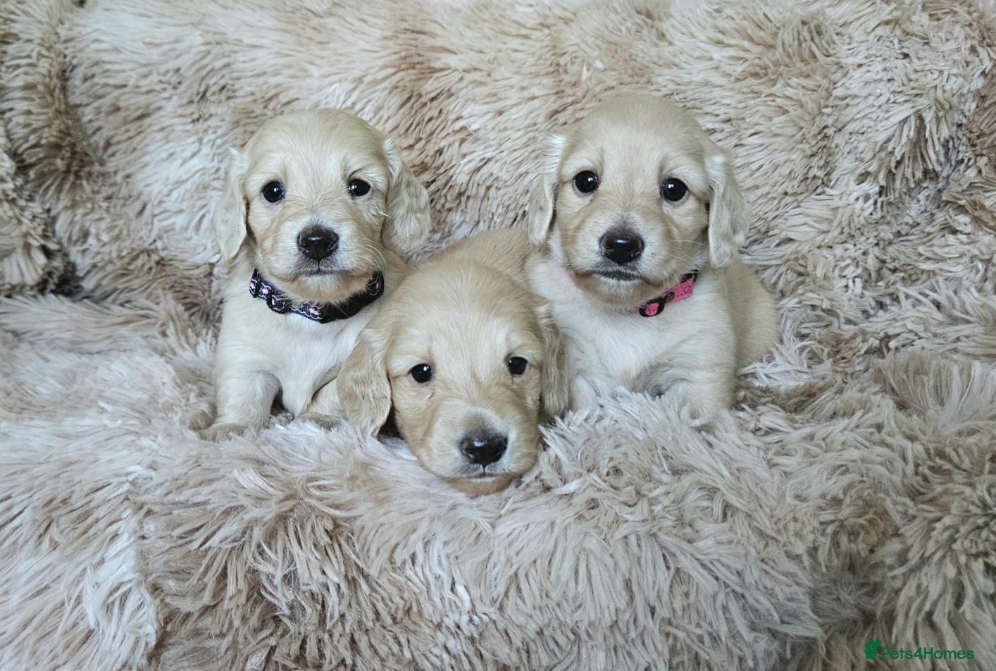 Miniature Dachshund dogs Beautiful long haired mini dachshunds - Advert 2