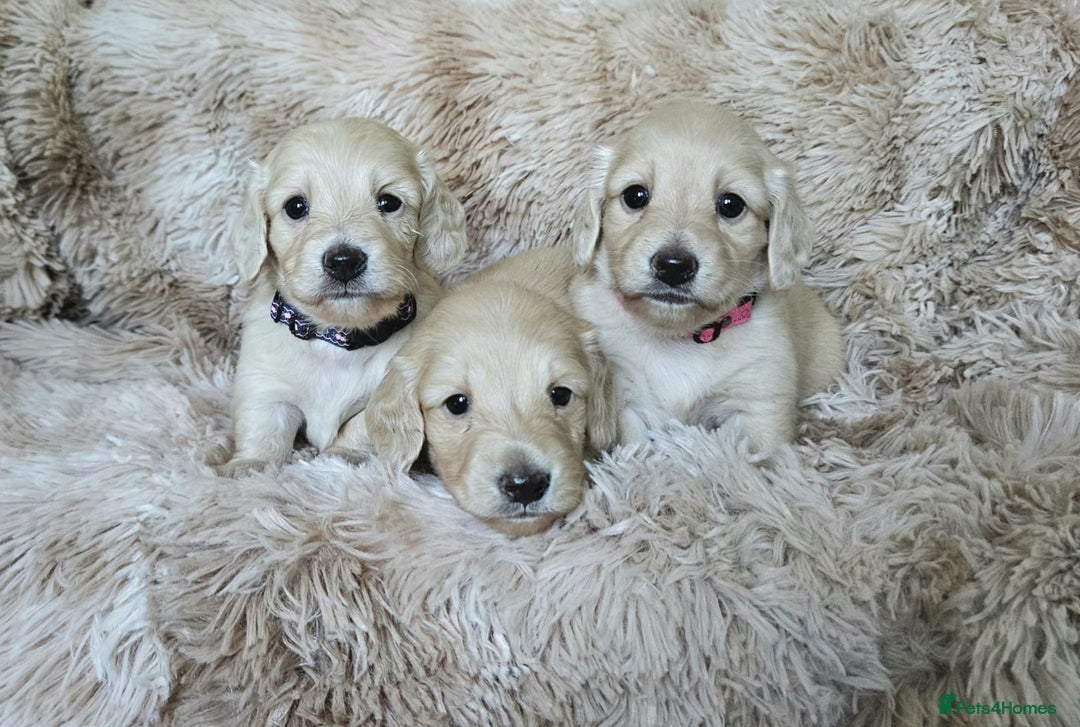 Miniature Dachshund dogs for sale: Beautiful long haired mini dachshunds - Advert 1