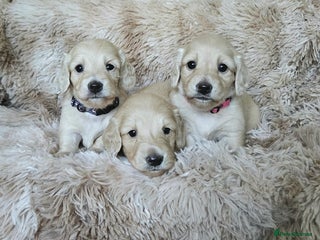 Miniature Dachshund dogs Beautiful long haired mini dachshunds - Advert 2